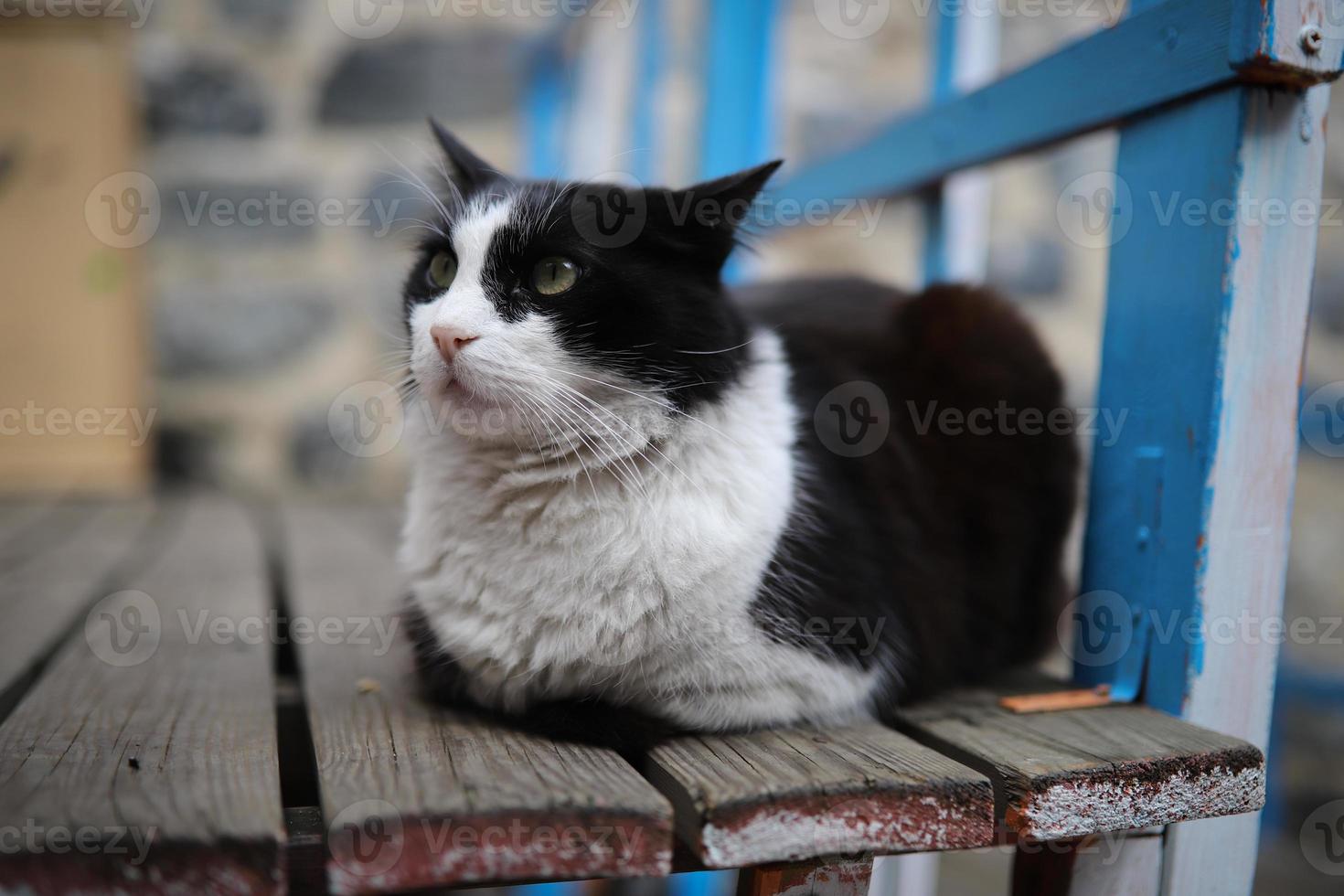 Katze sitzt auf einem Stuhl foto