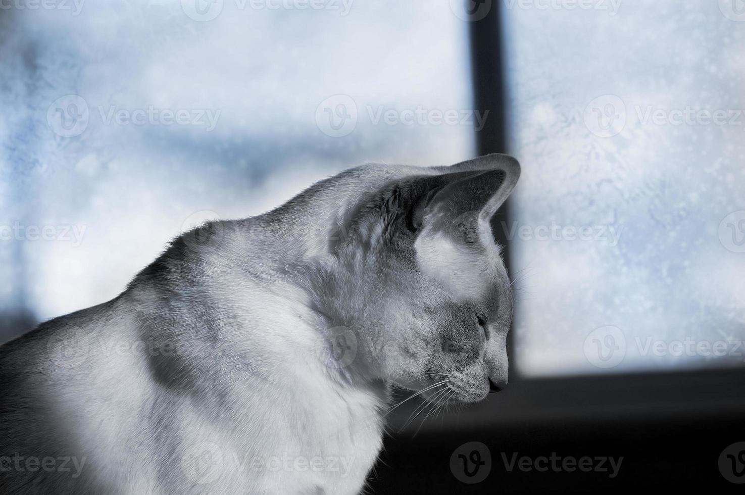 siamesische Katze im Winterfenster foto