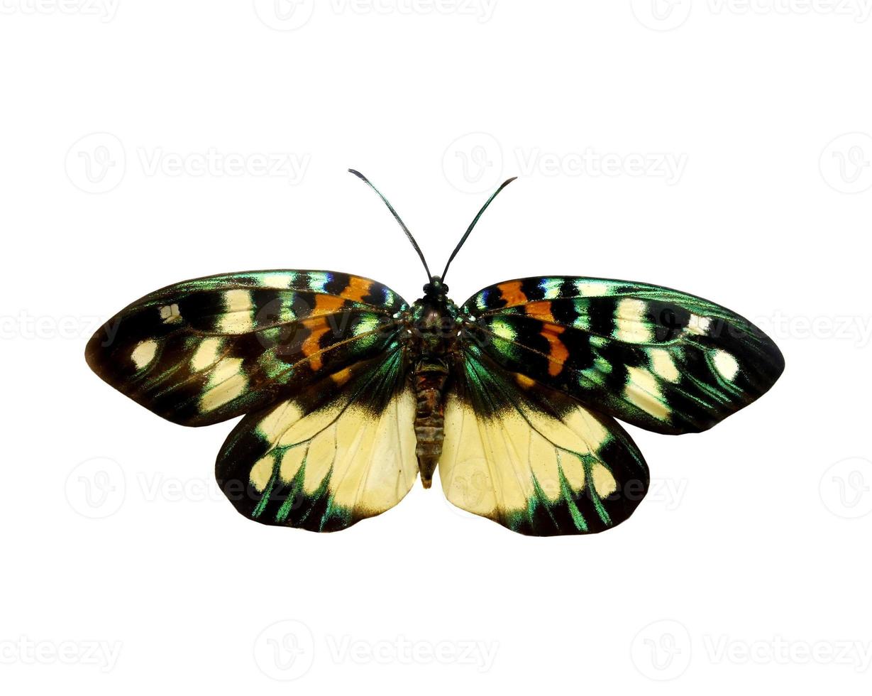 bunter Schmetterling lokalisiert auf Weiß foto