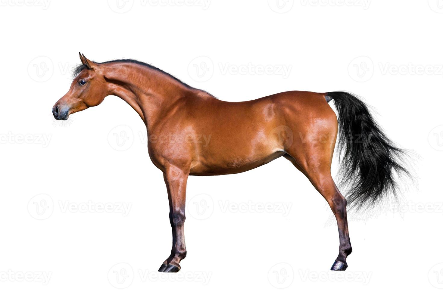 Arabisches Pferd lokalisiert auf Weiß foto