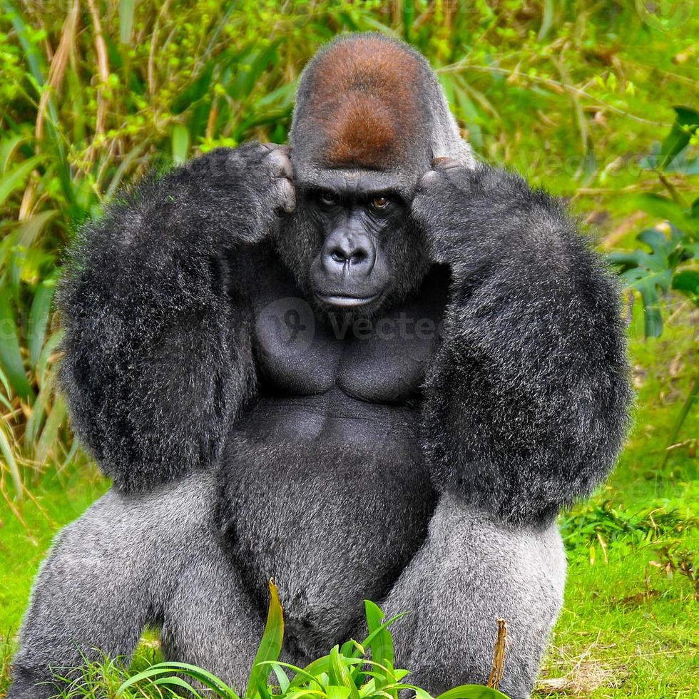 Gorilla denken foto