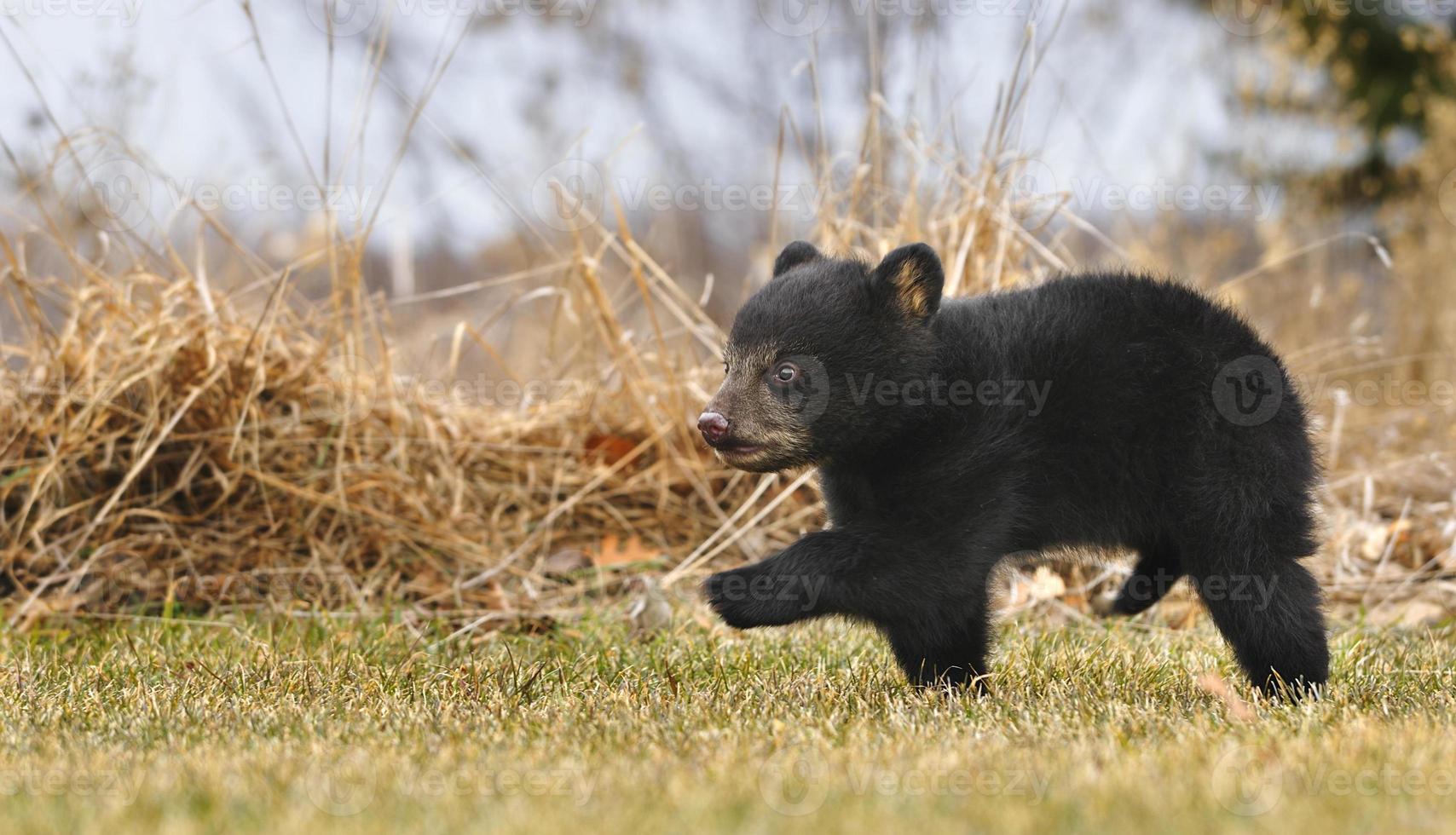 Das amerikanische Schwarzbärenjunges (ursus americanus) läuft über Gras foto
