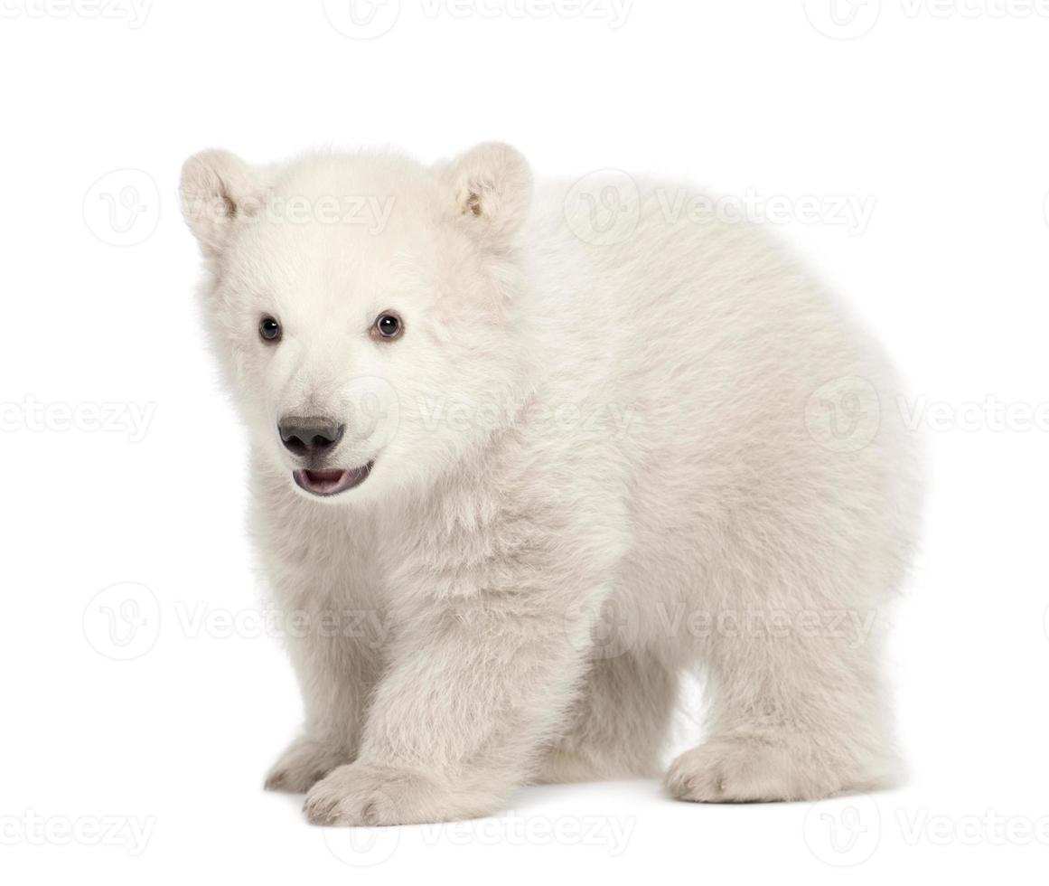Porträt eines drei Monate alten Eisbärenjungen ursus maritimus foto