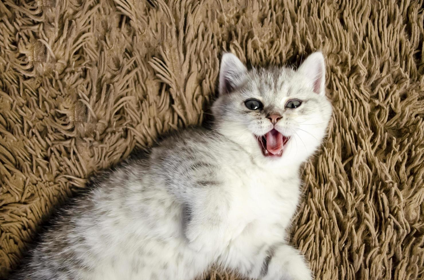 britische babykatze oder kätzchen, die nase liegen und lecken foto