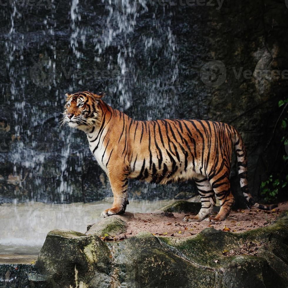 großer gestreifter Tiger foto
