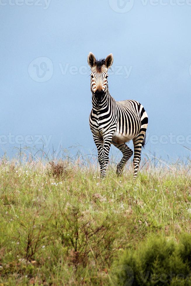 anmutiges Zebra foto