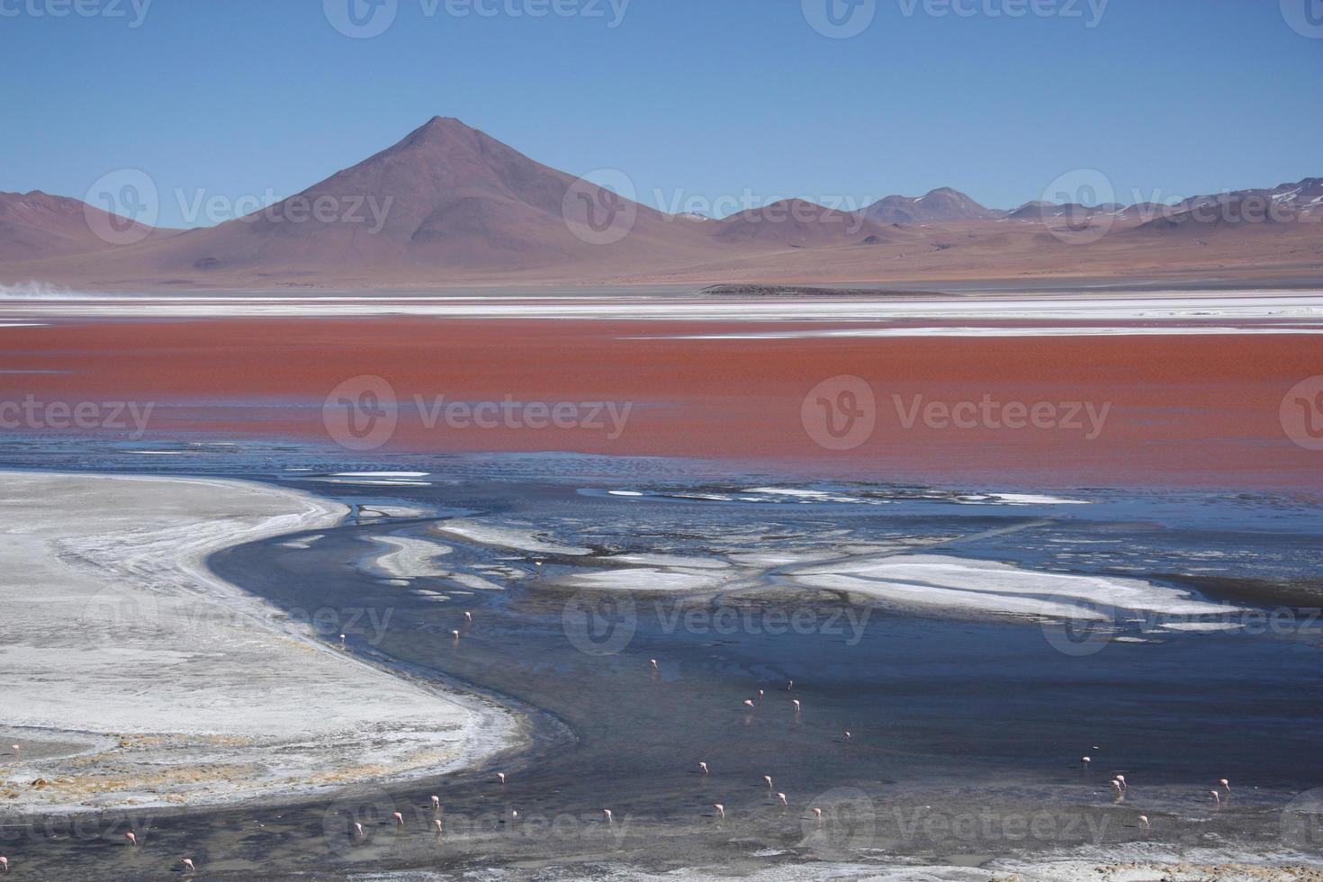 Laguna Colorado mit Flamingos, die in Bolivien füttern foto