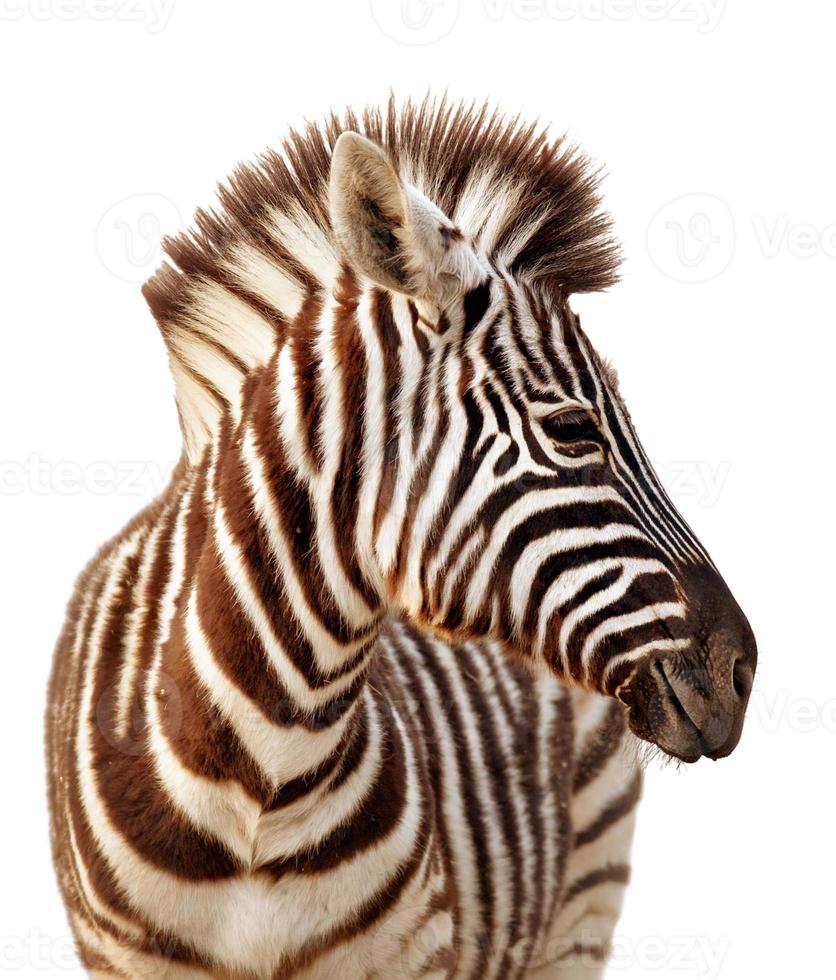 Zebraporträt isoliert foto