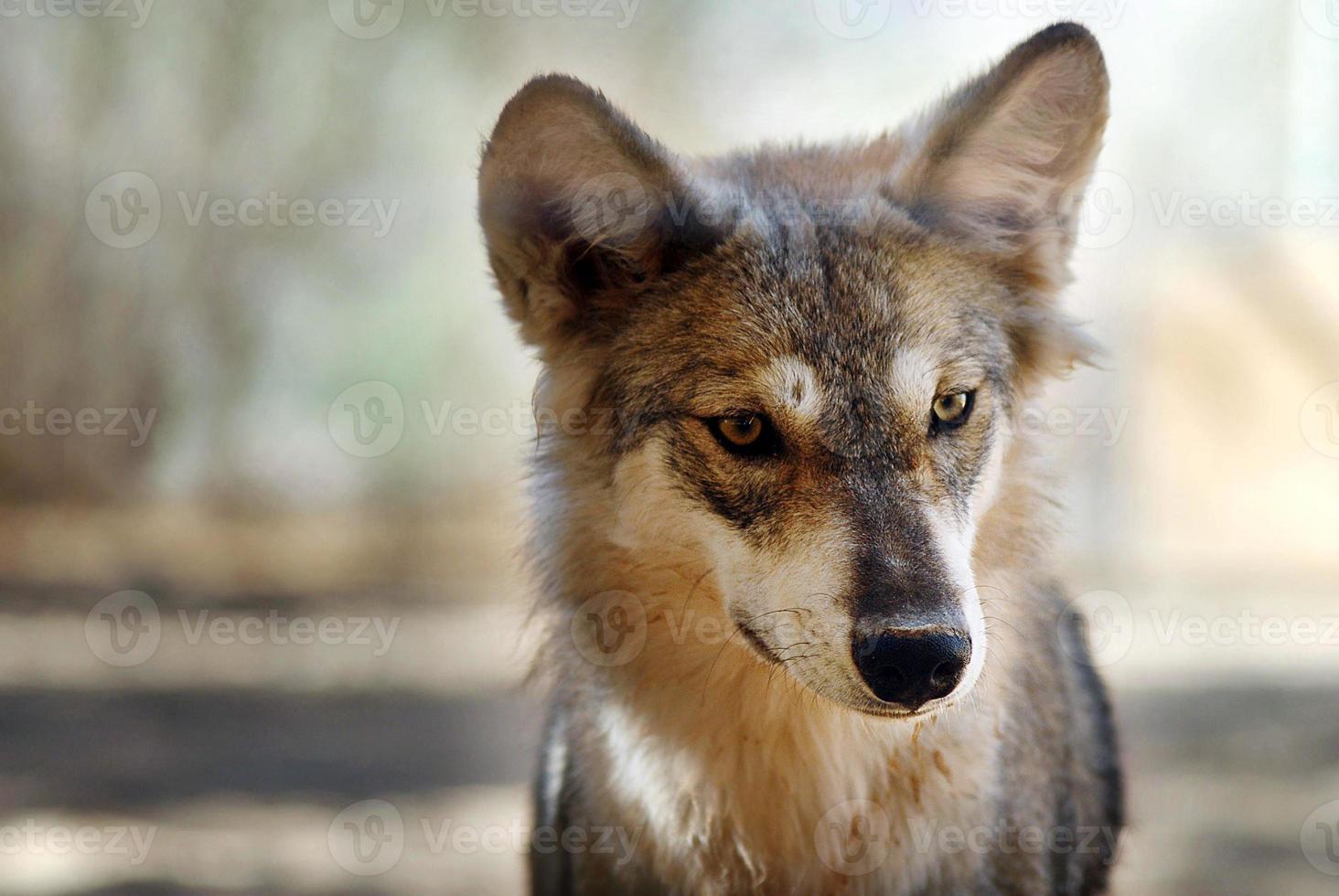 grauer Wolf foto