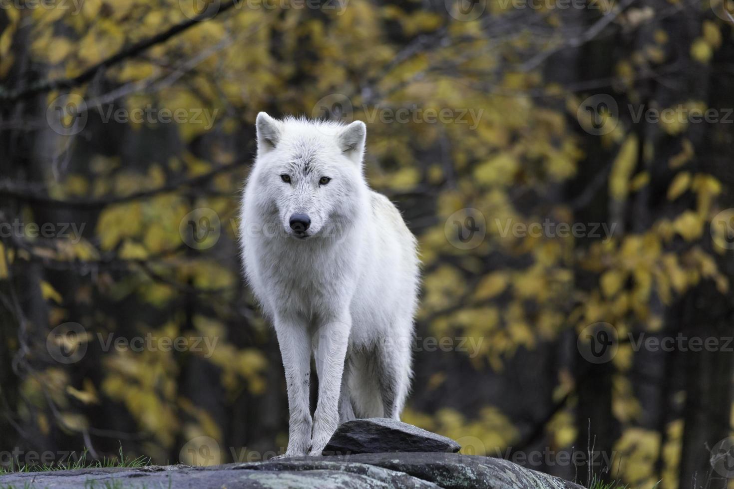 einsamer arktischer Wolf in einer Herbstumgebung foto