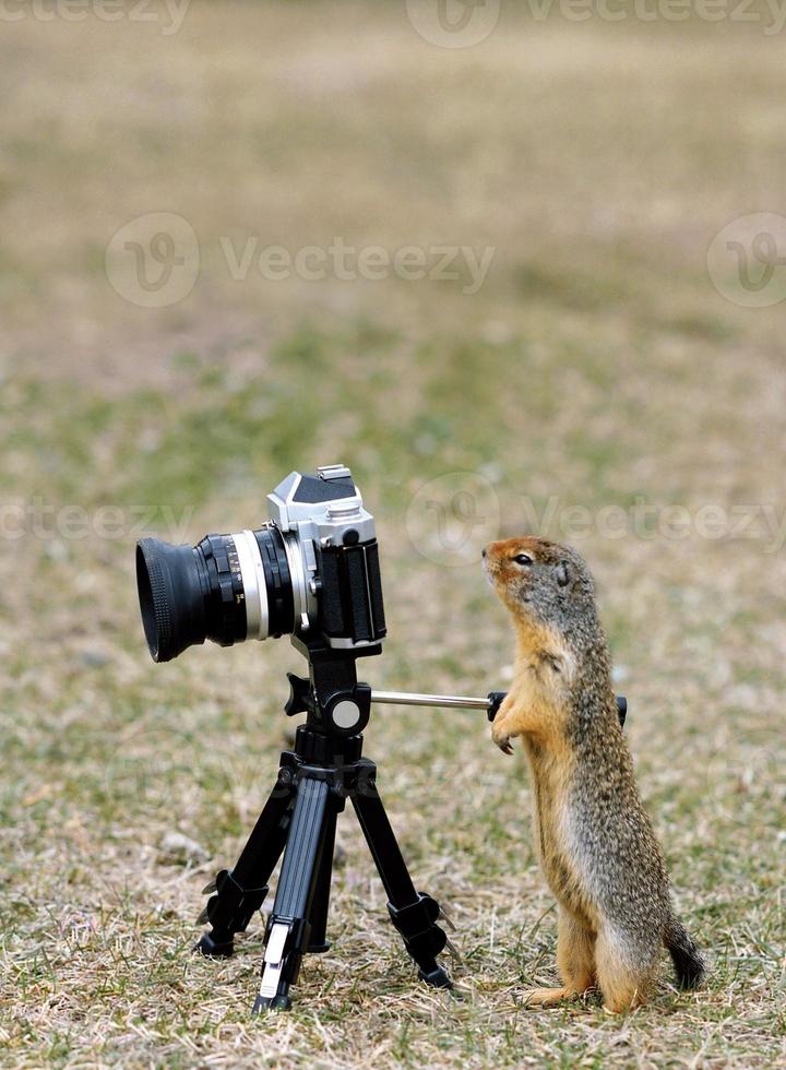 Grundeichhörnchen stehend, das durch Kamerasucher sucht foto