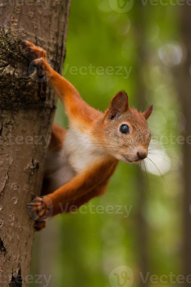 rotes Eichhörnchen foto