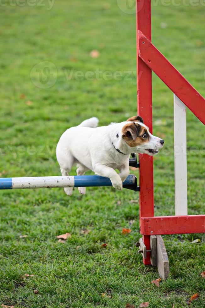 Jack Russell Terrier springt über ein Hindernis foto