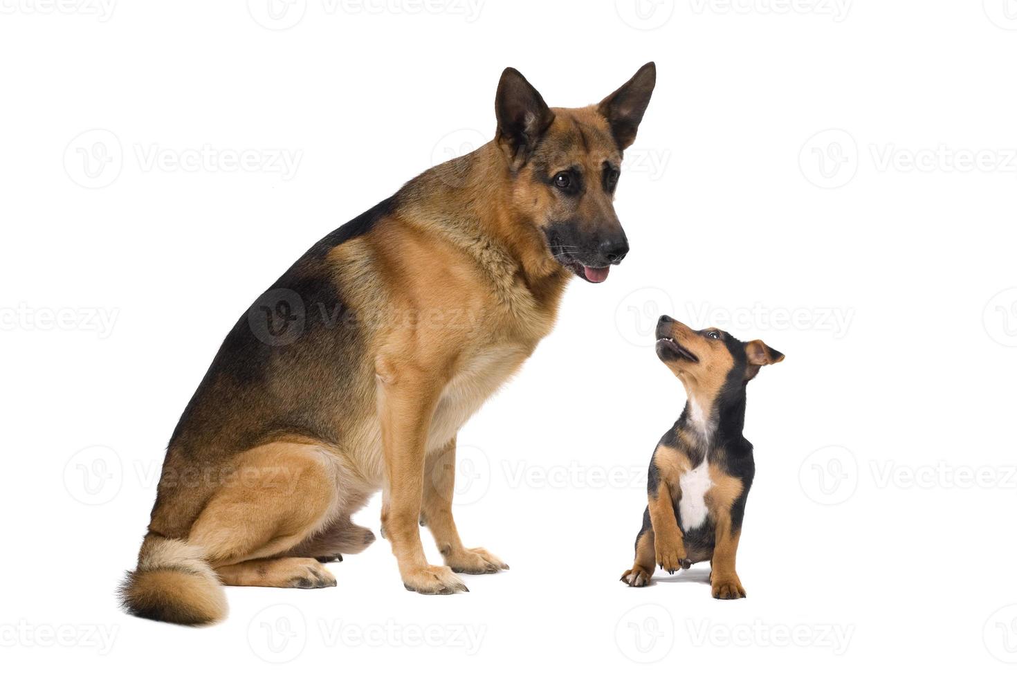 Deutscher Schäferhund und ein Jack Russell Terrier foto