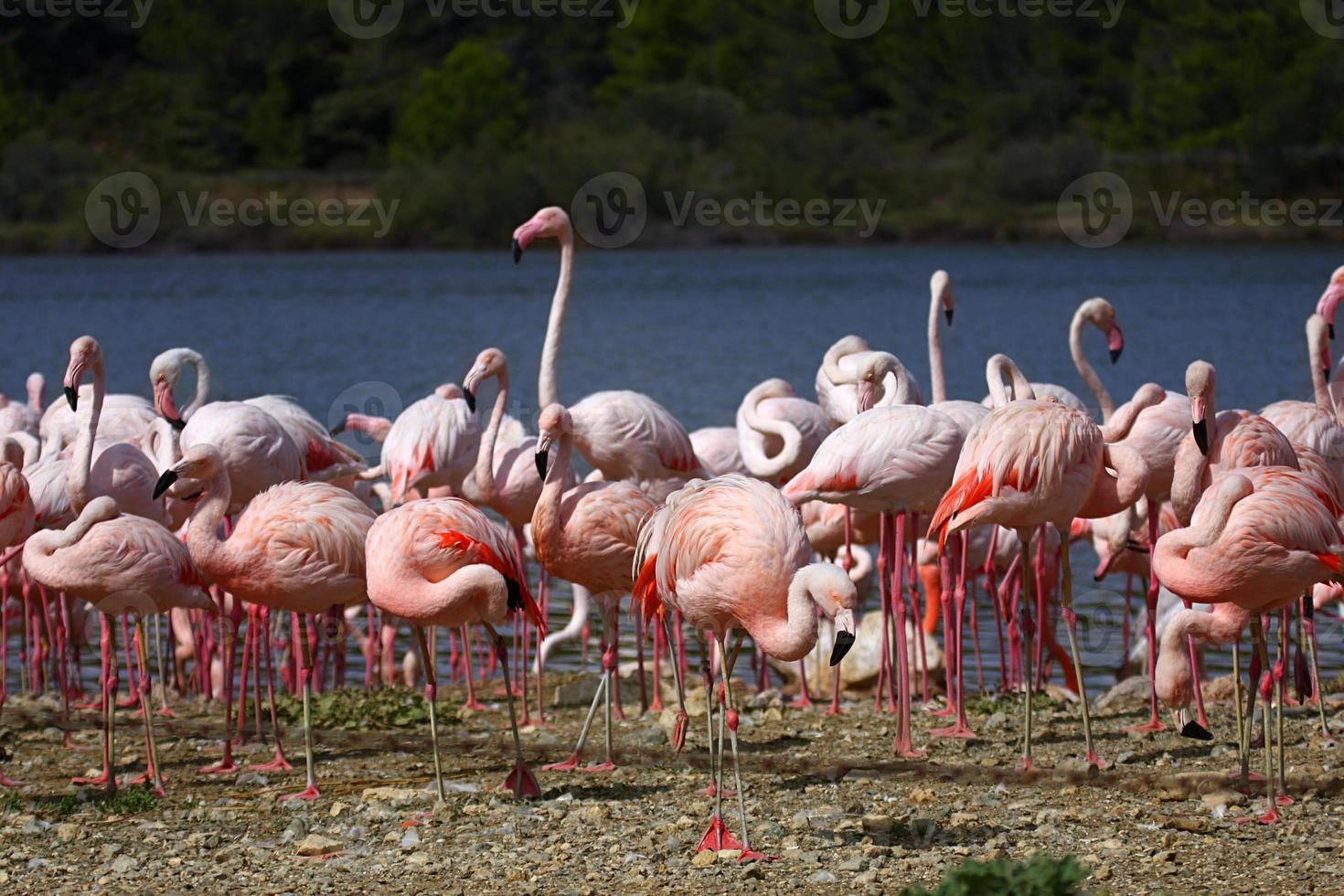 Flamingos foto