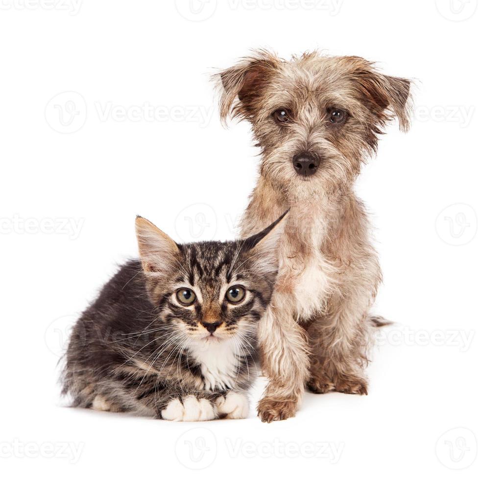 Terrier Mischlingswelpe und Tabbykätzchen foto