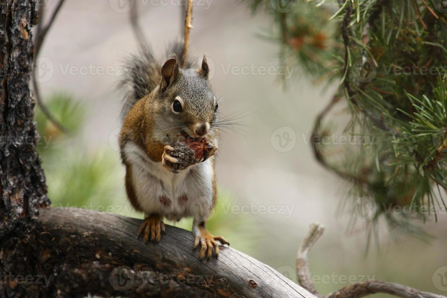 Kieferneichhörnchen in einem Baum foto