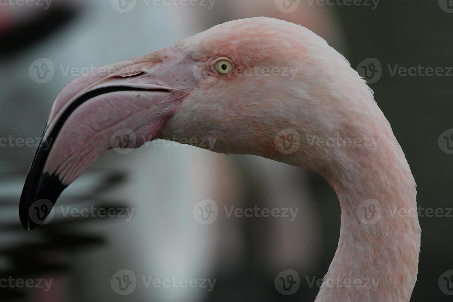 Flamingokopf. foto