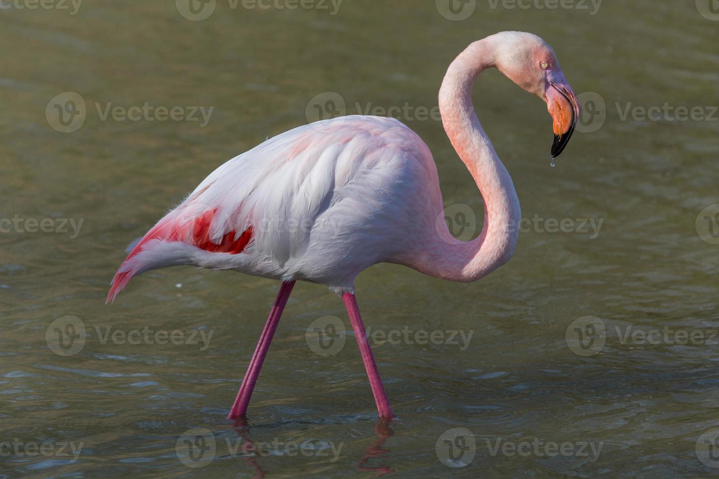 Flamingo 1 foto