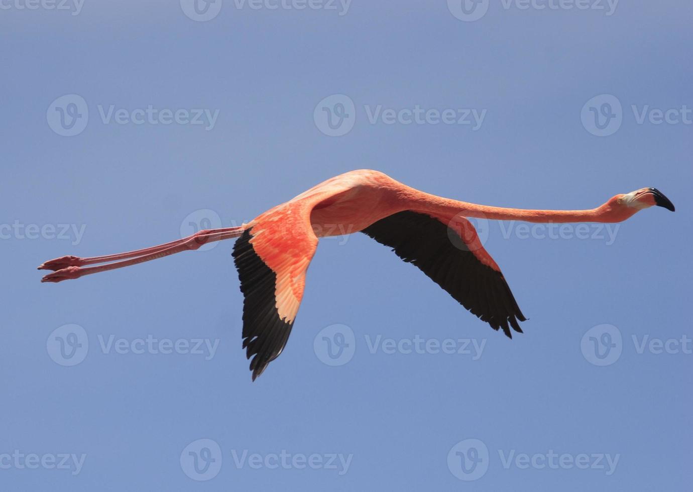 größerer Flamingo foto