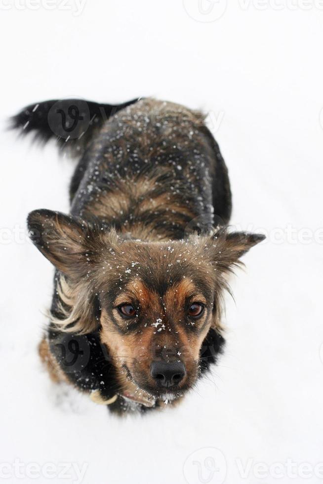 der Hund im Schnee foto