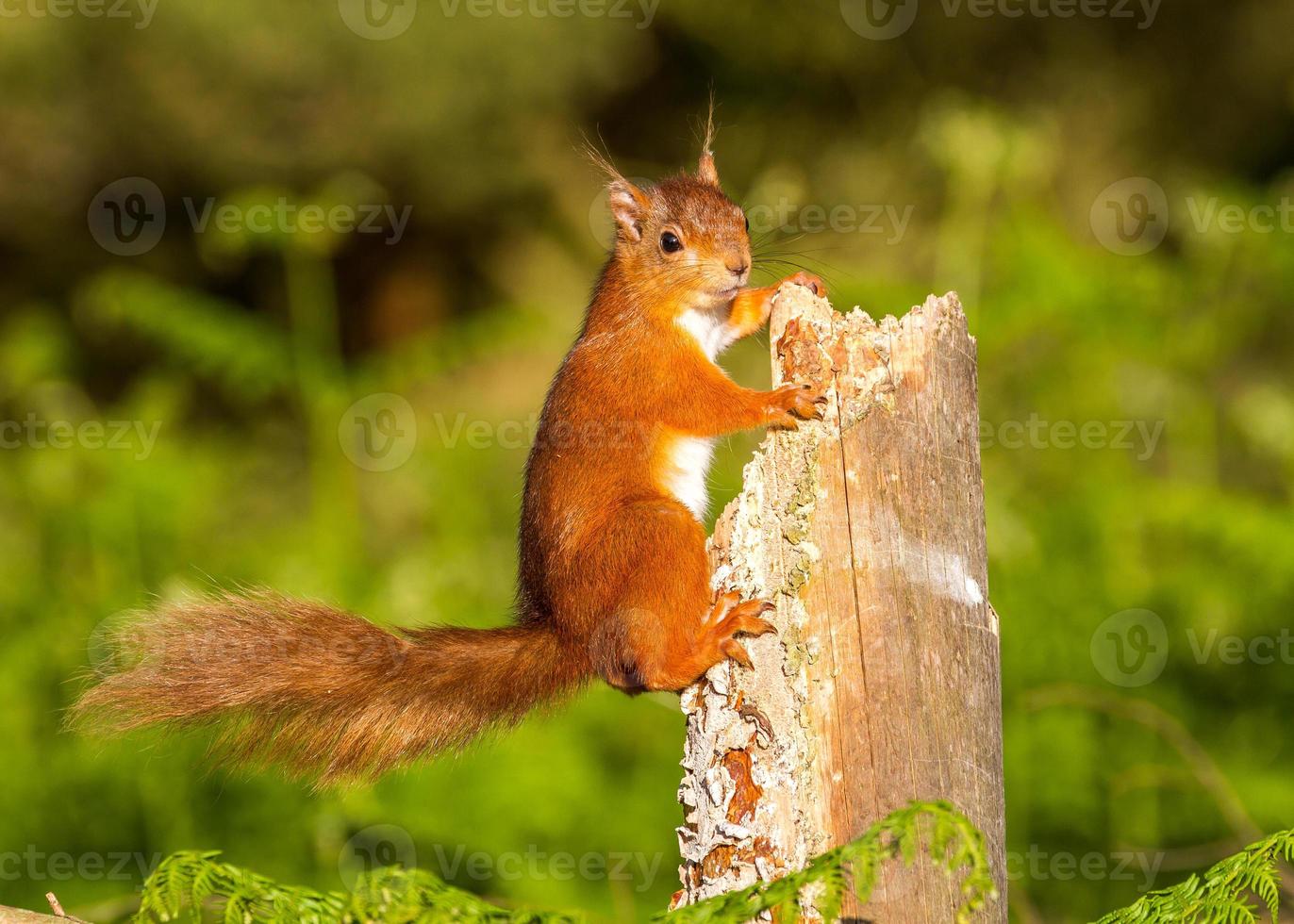 Rotes Eichhörnchen im Wachdienst foto