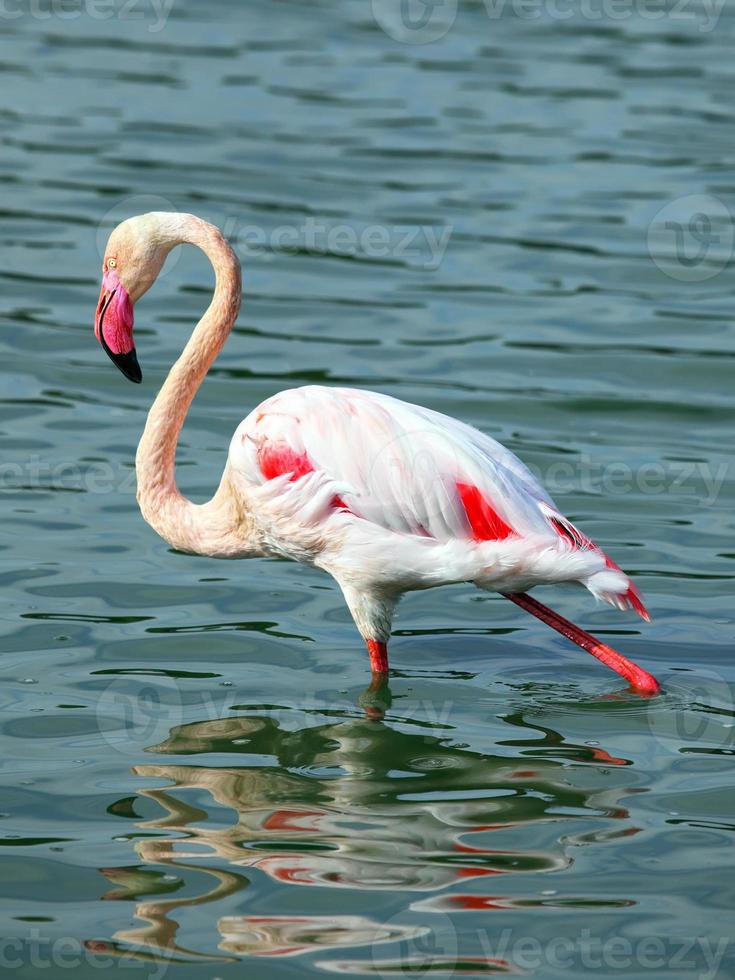 Flamingo foto