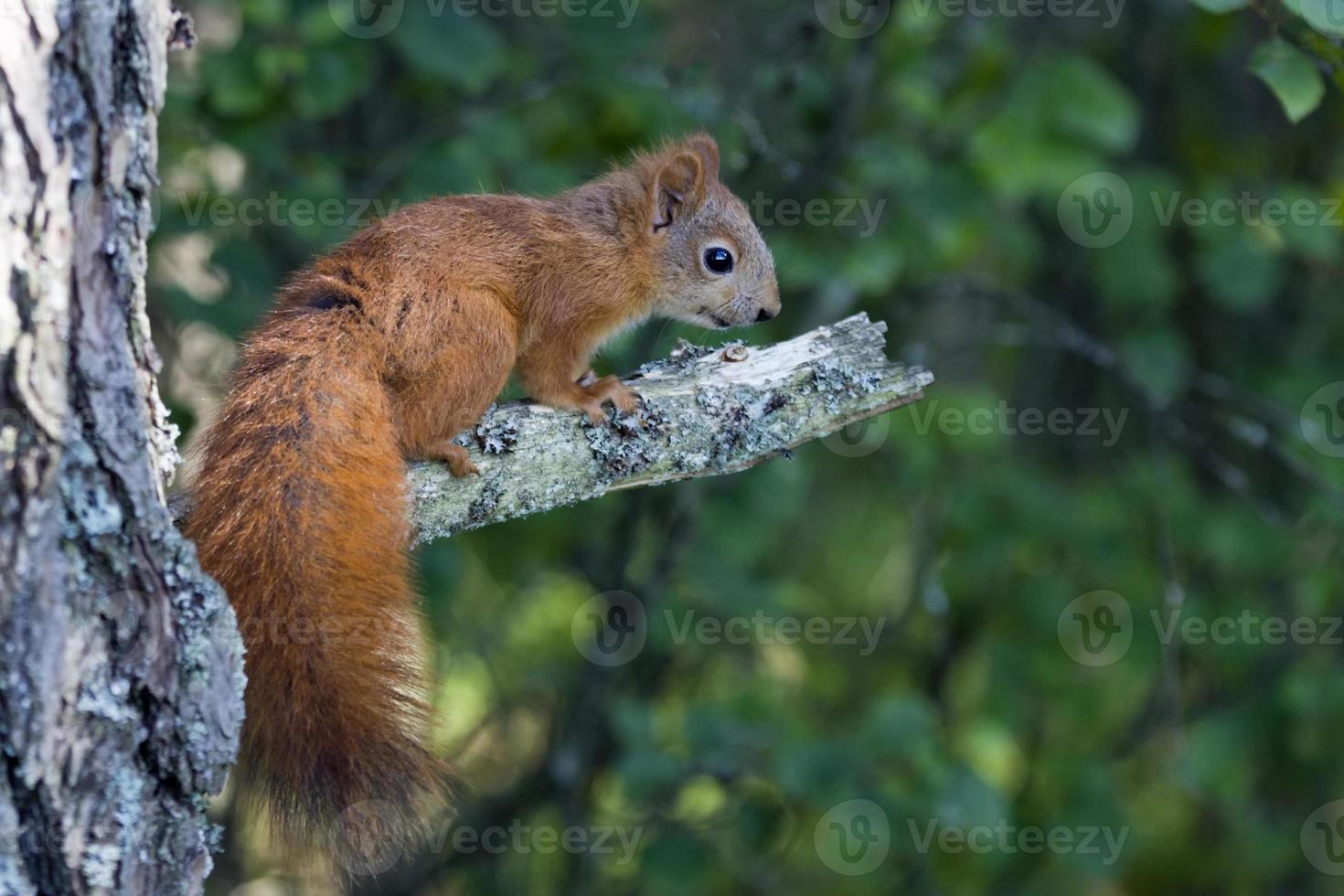 Eichhörnchen, Sciurus vulgaris, Eichhörnchen foto
