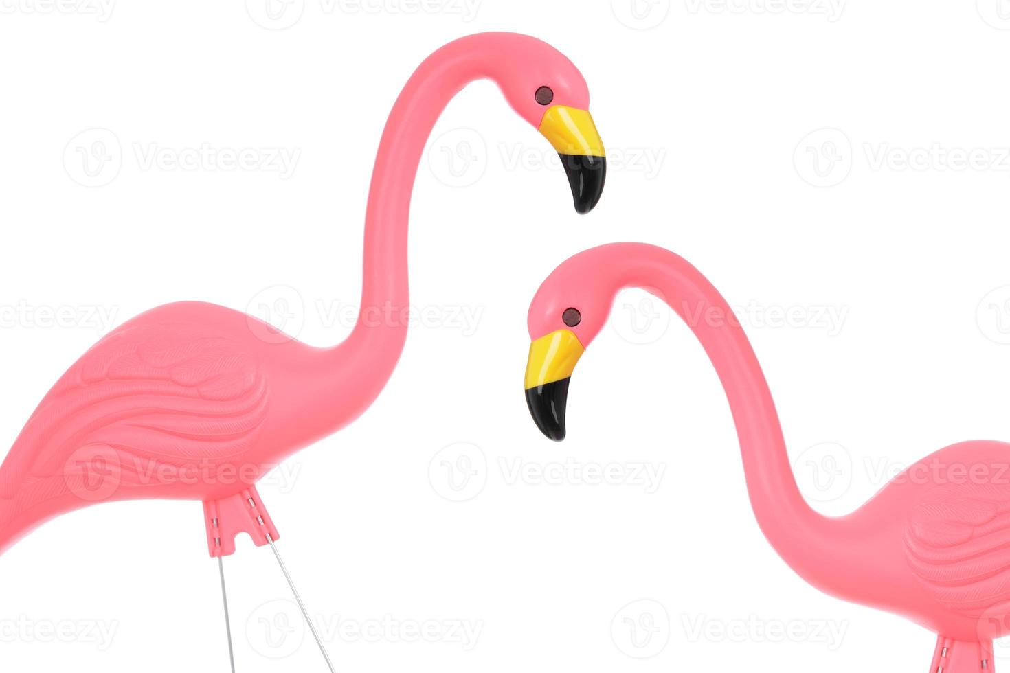 Flamingos foto