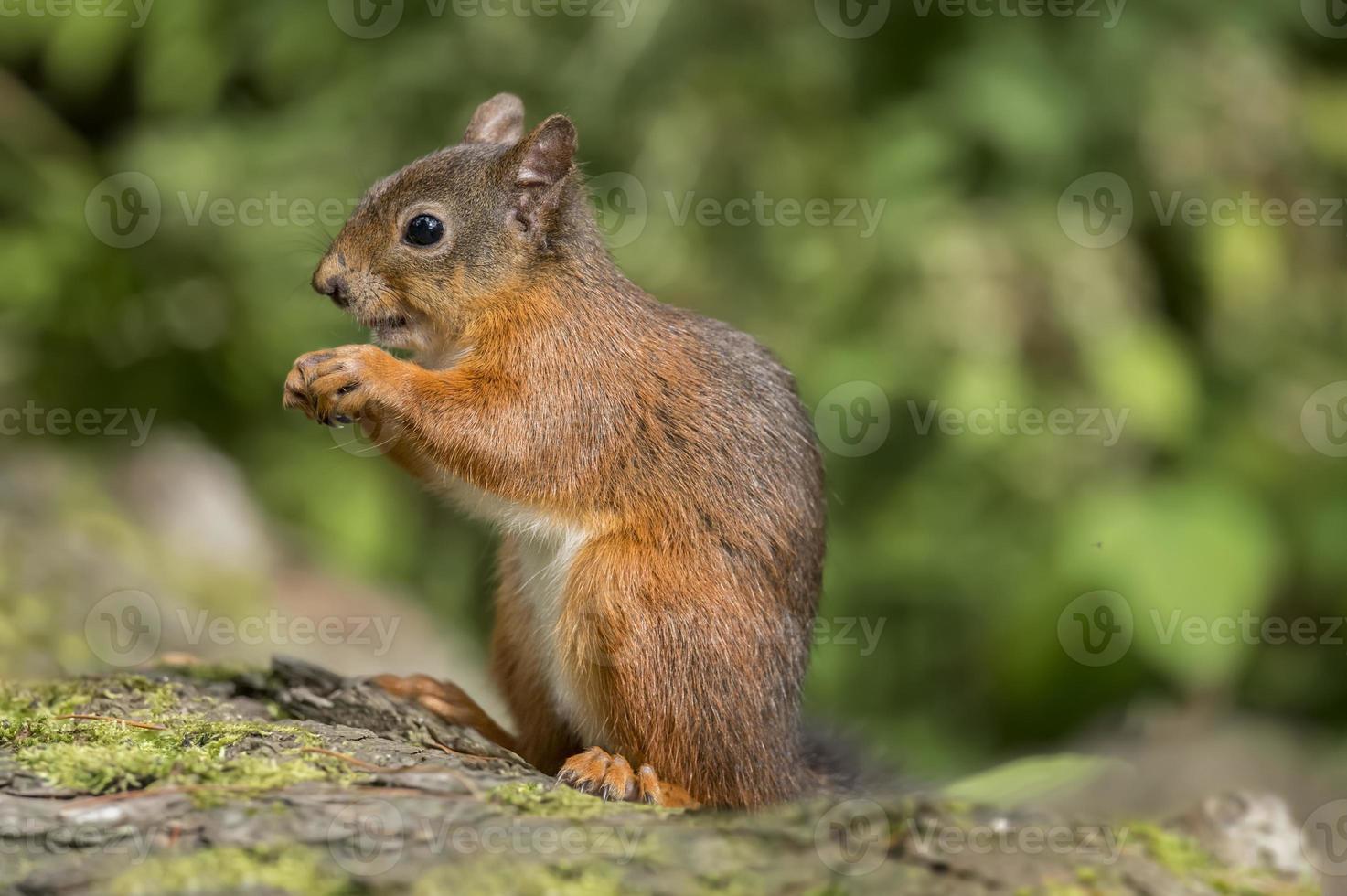 rotes Eichhörnchen, sitzend auf einem Baumstamm, der eine Nuss isst foto