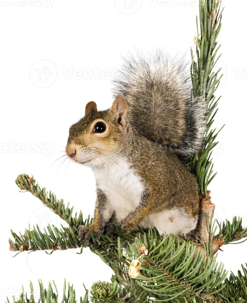 amerikanisches graues Eichhörnchen auf einem Fichtenbaum foto