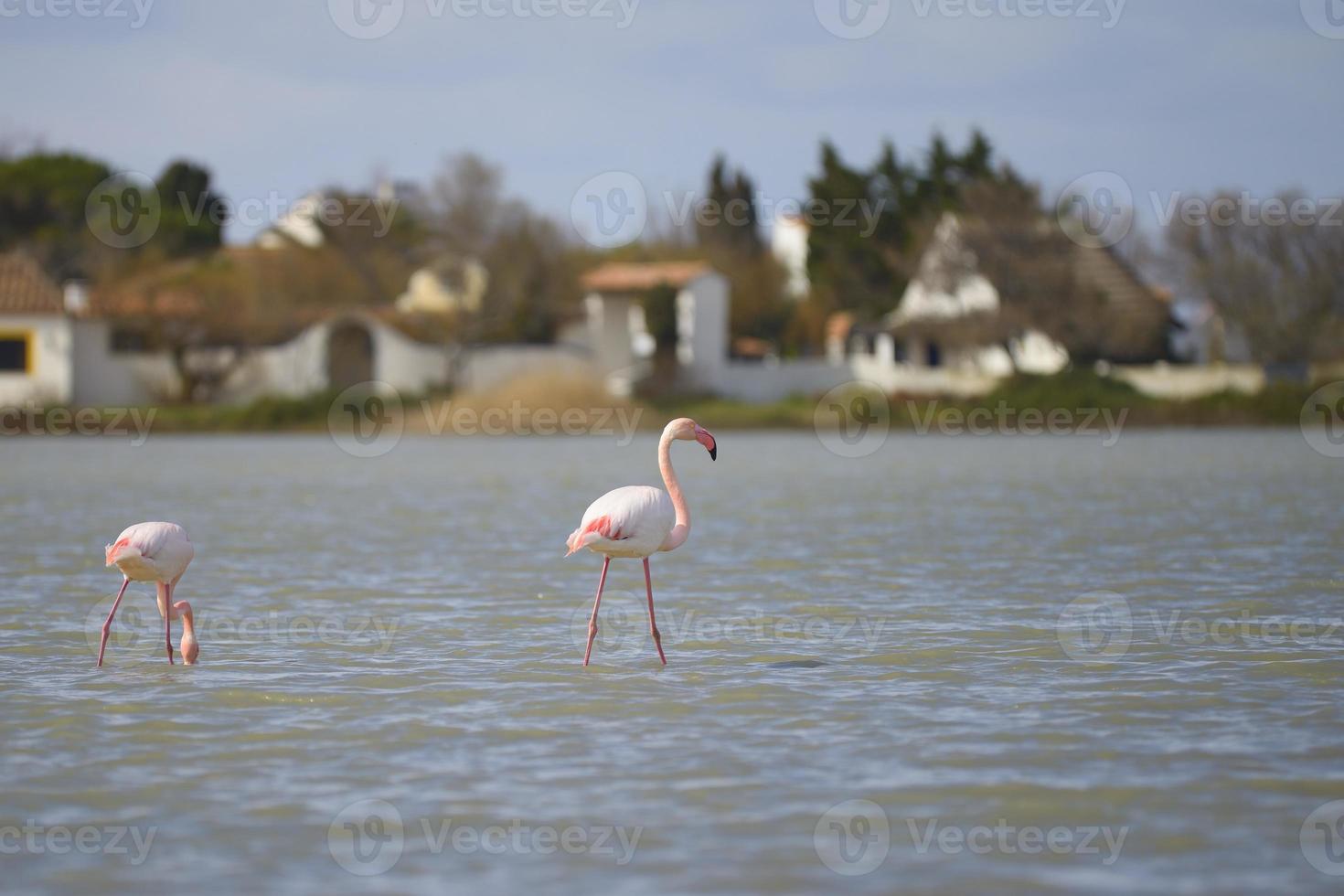 größerer Flamingo (phoenicopterus roseus), Camargue - Frankreich foto