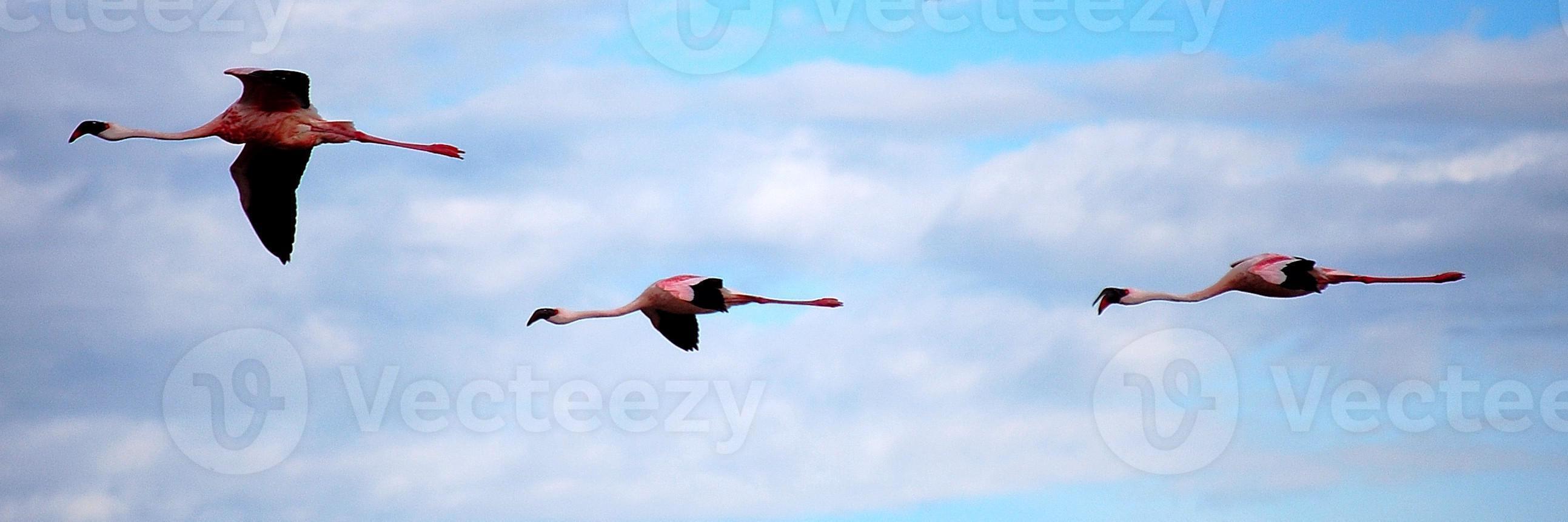 Flamingos im Flug foto