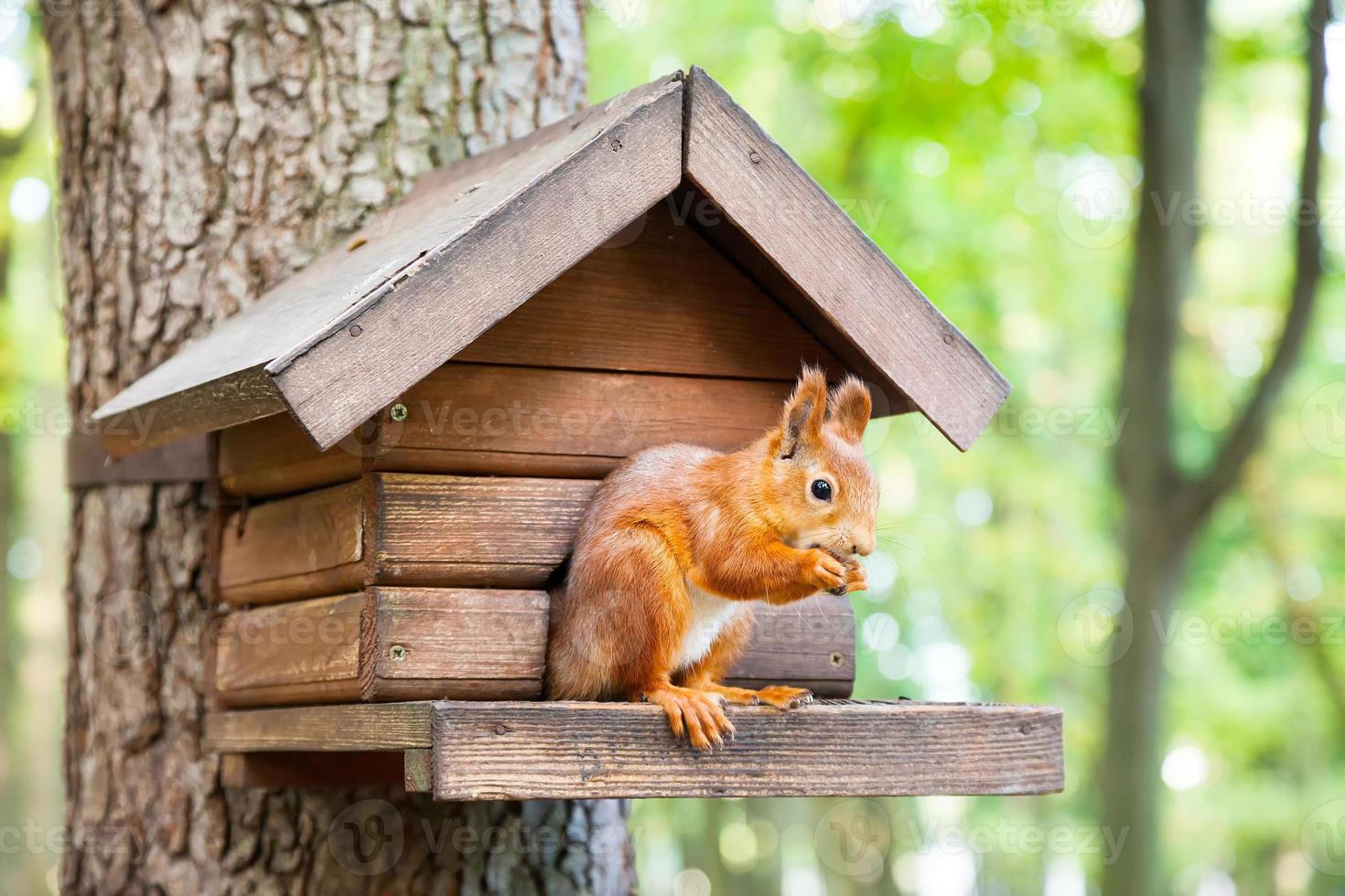 wildes Eichhörnchen isst in seinem Haus foto