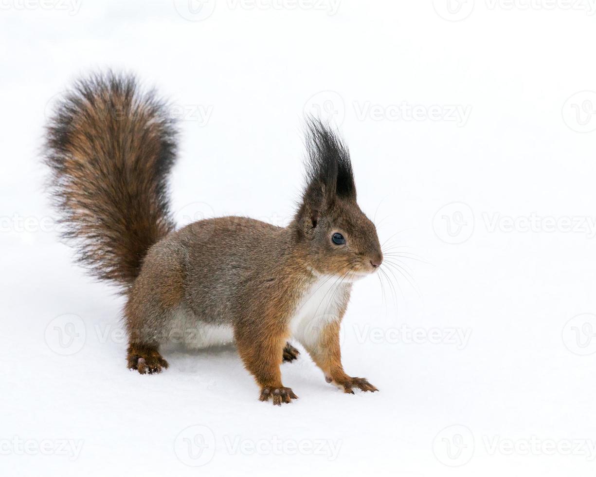 Eichhörnchen auf dem Schnee im Winterpark foto