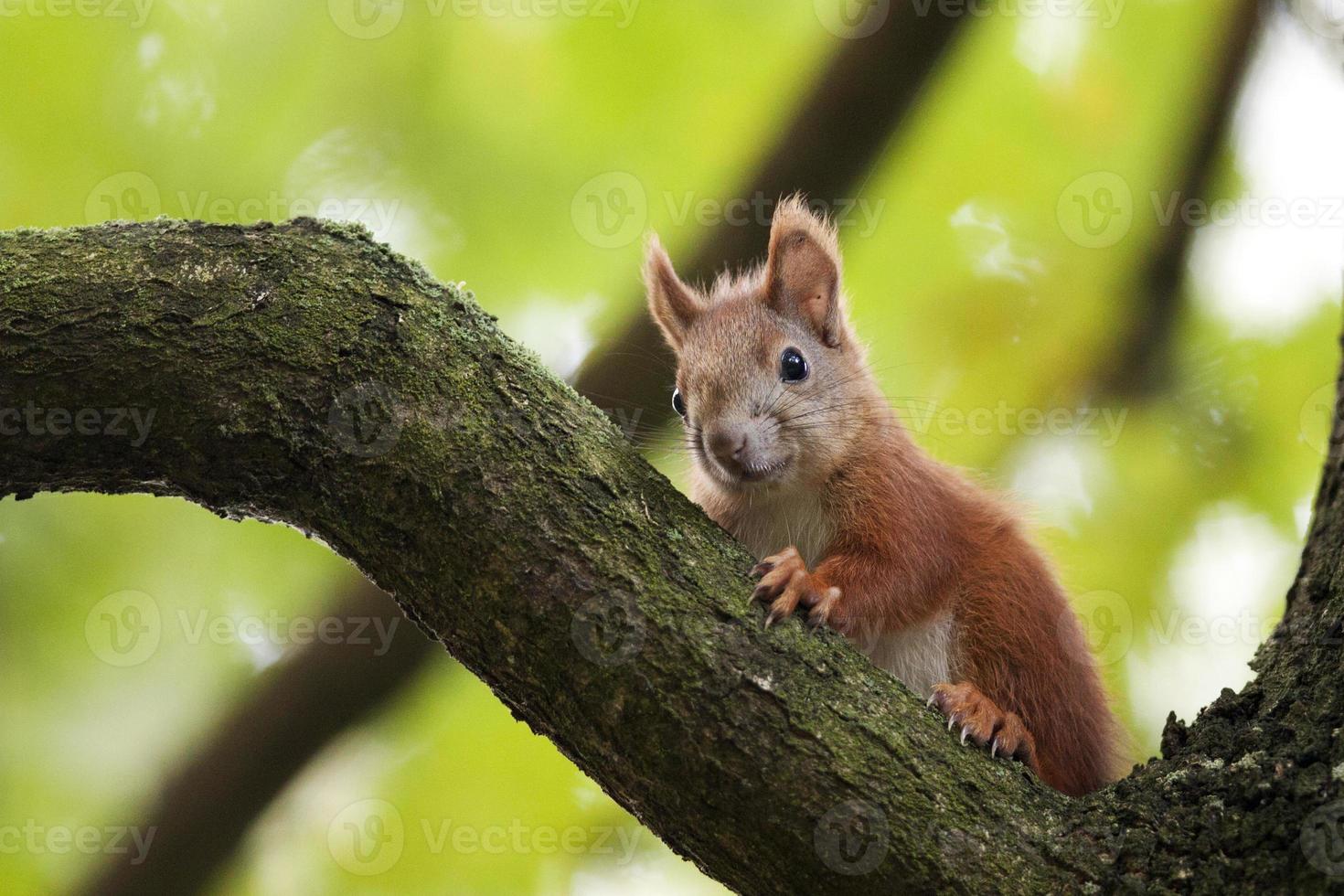das rote Eichhörnchen in einem Wald. foto
