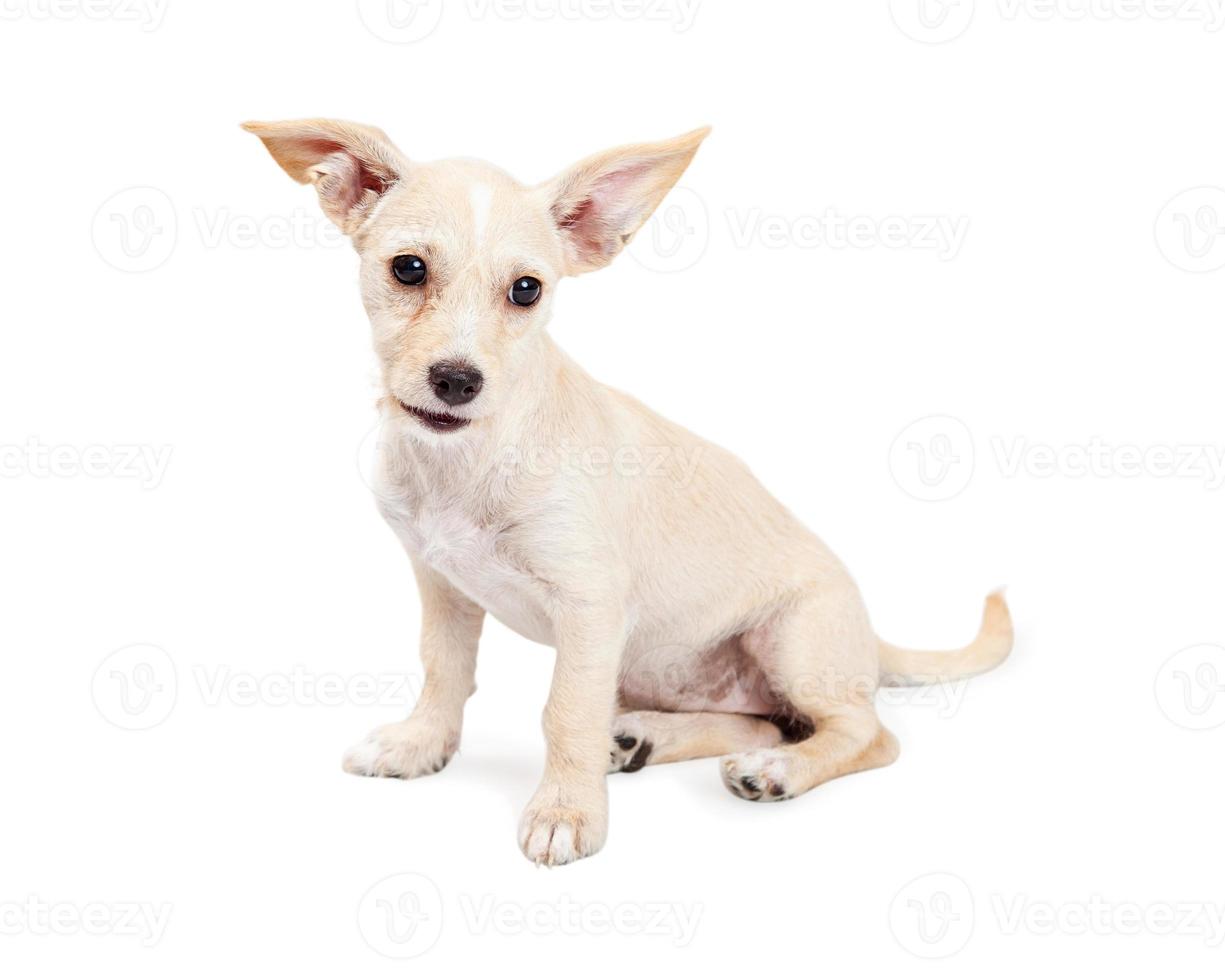 süßer Chihuahua-Kreuzungswelpe mit frechen Ohren foto