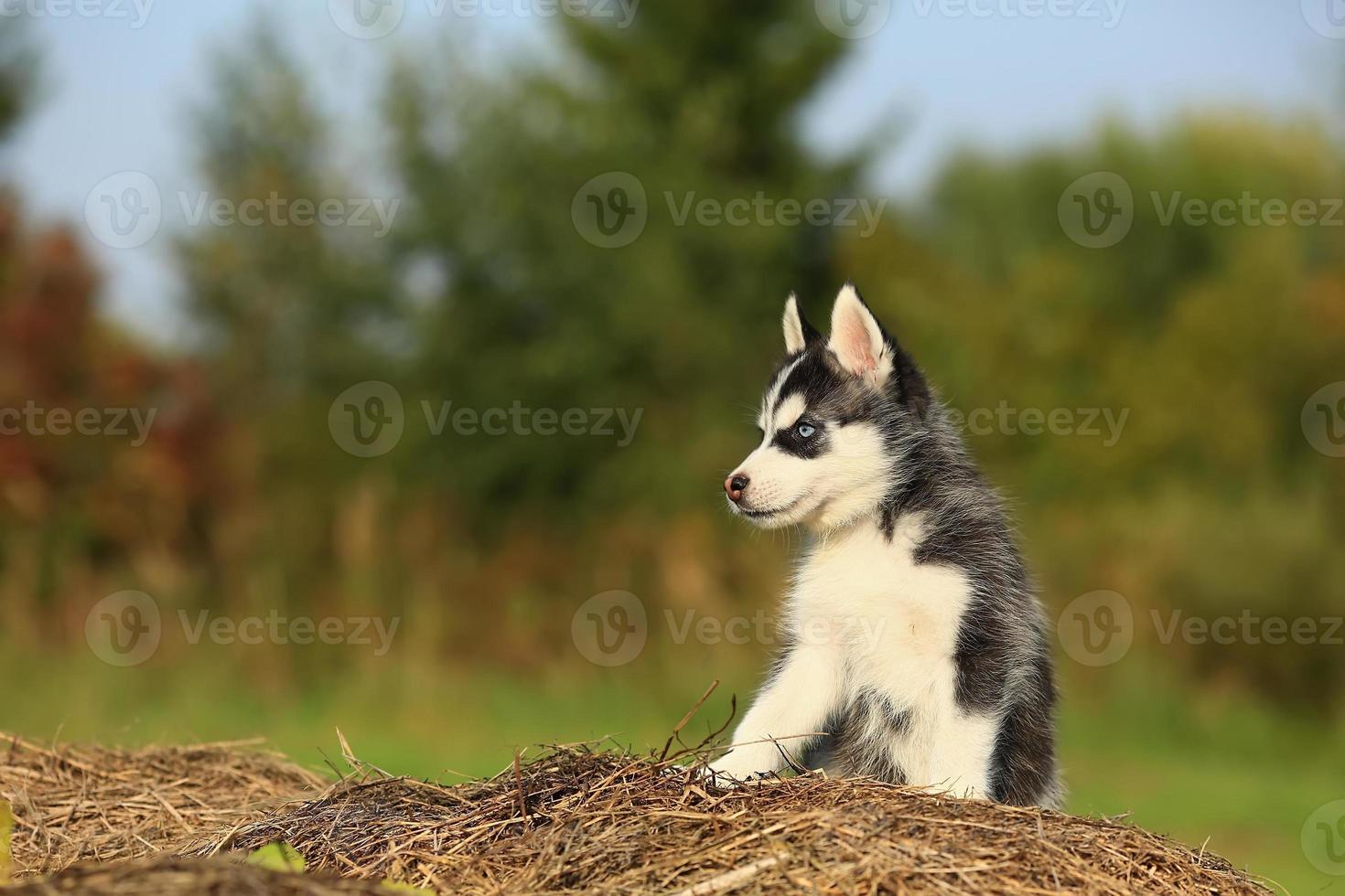 Baby Husky sitzt auf dem trockenen Gras foto