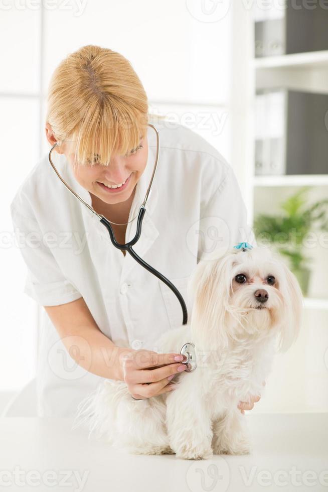beim Tierarzt foto