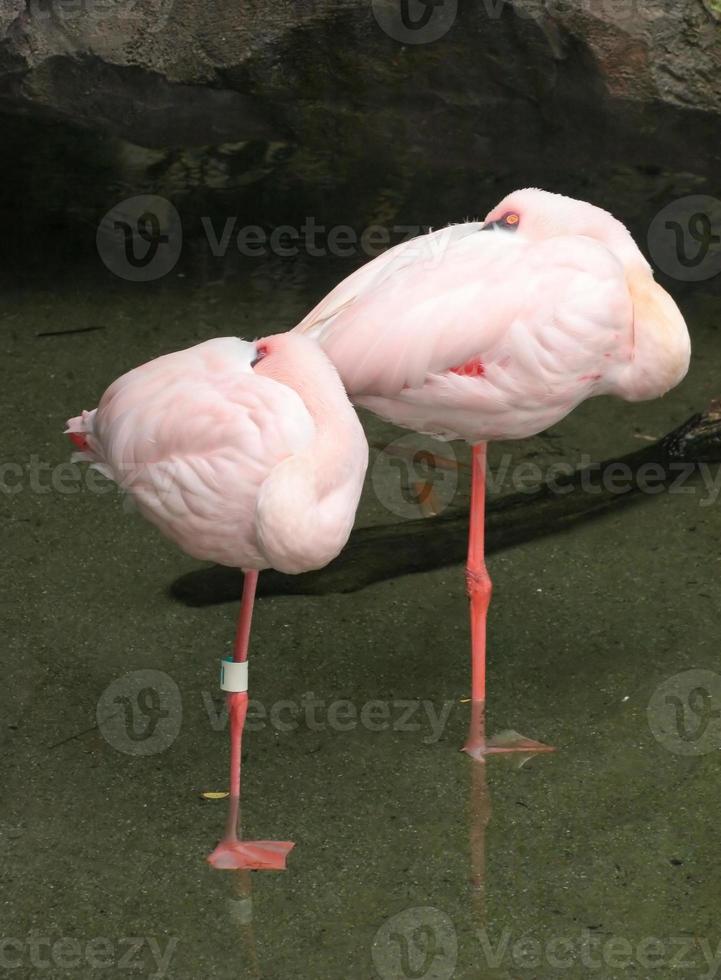 Paar rosa Flamingos foto