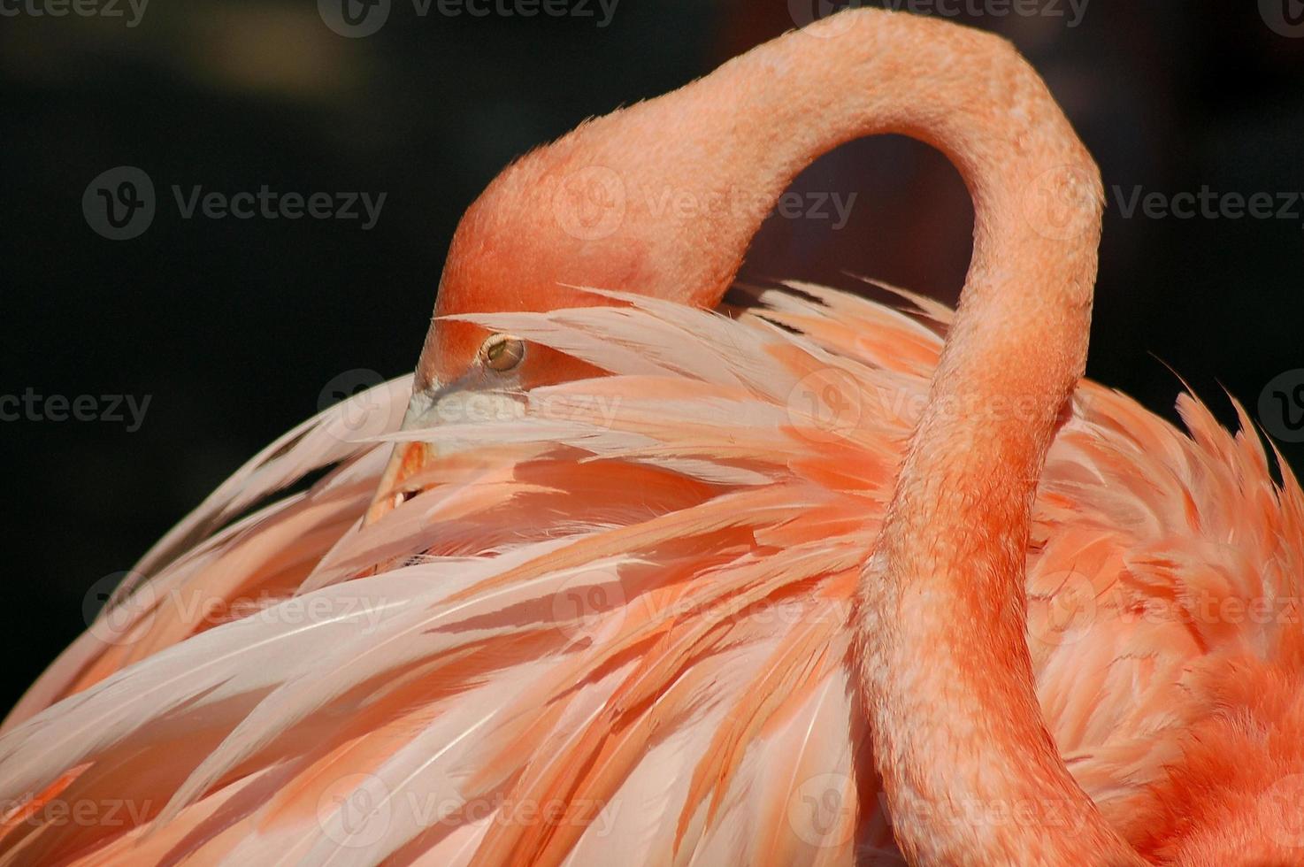 Flamingo 2 foto