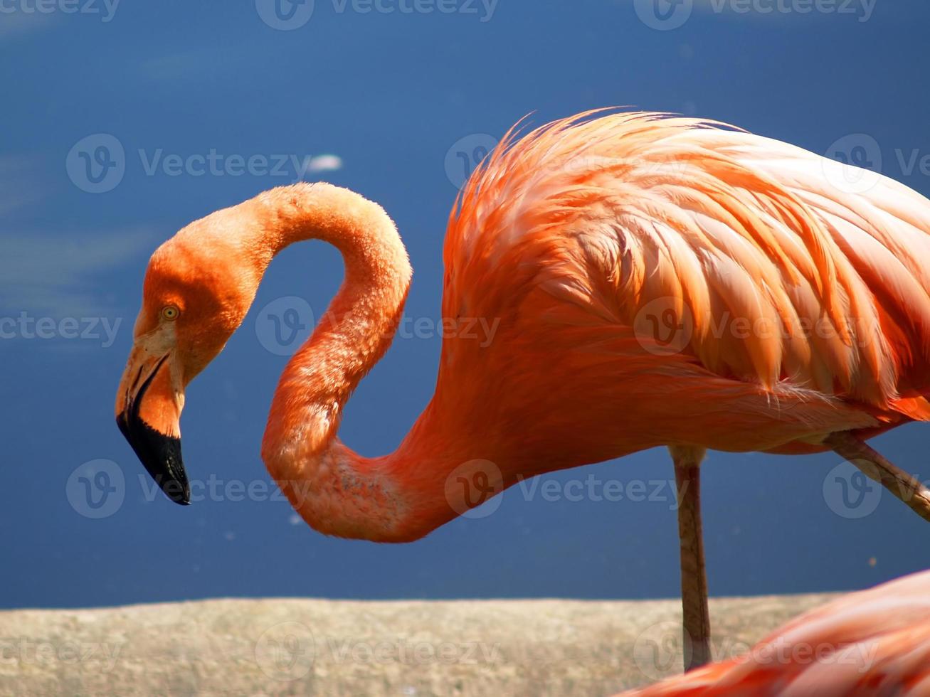 Flamingo [2] foto