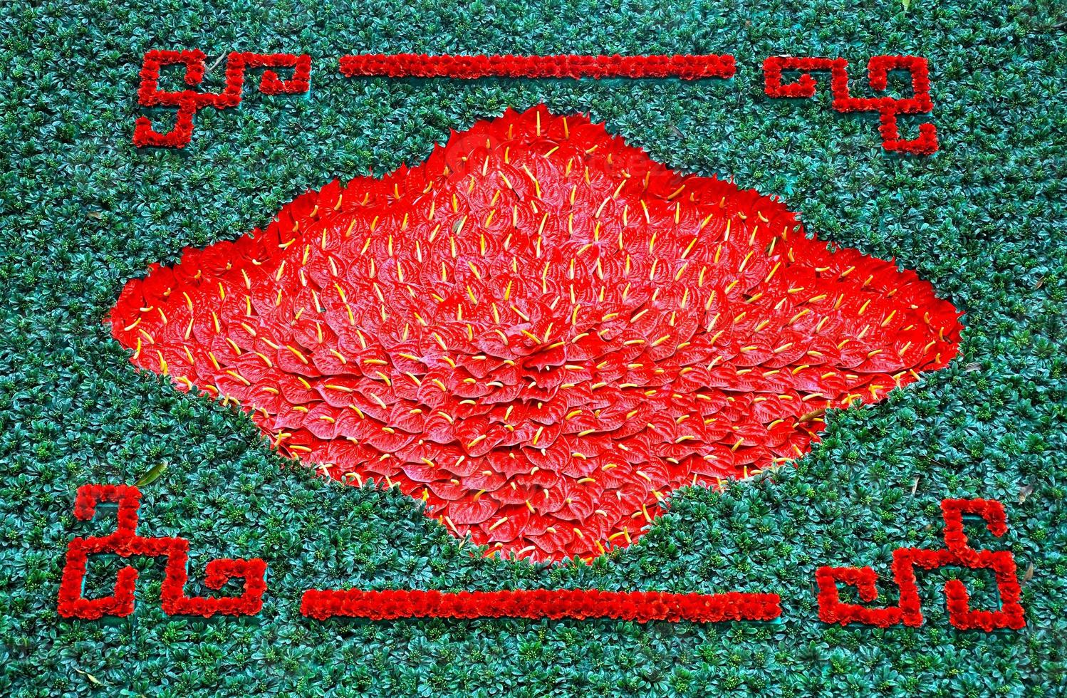 Hintergrund mit roten Flamingolilienblumen, Callalilie foto