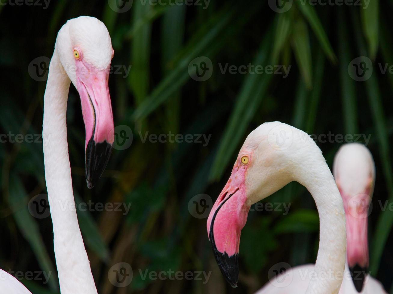Flamingovogel. foto