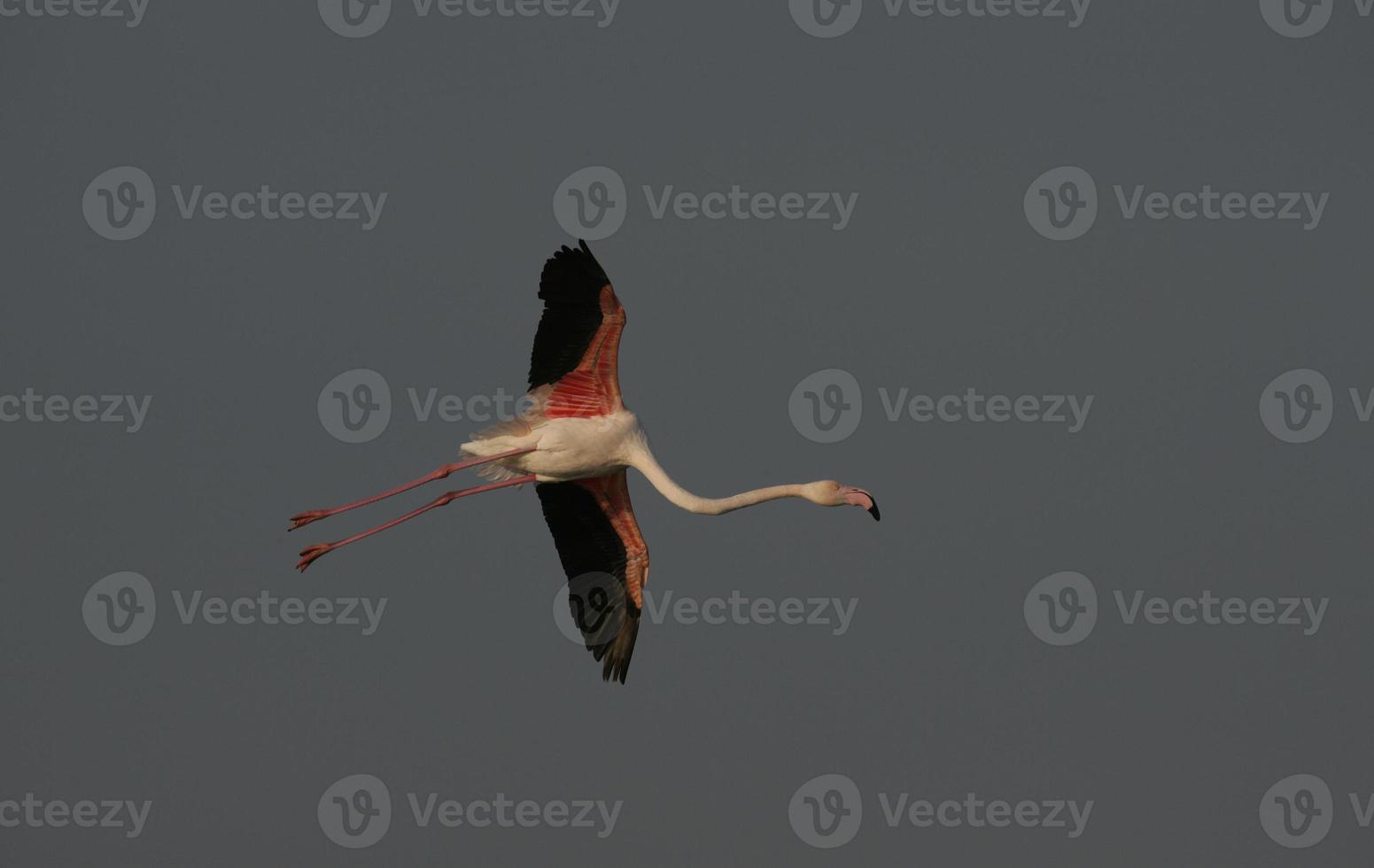 größerer Flamingo, Phoenixicus ruber foto