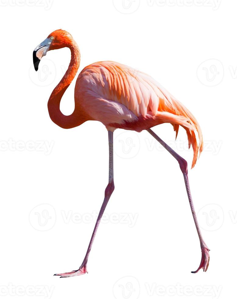 volle Länge des Flamingos über Weiß foto