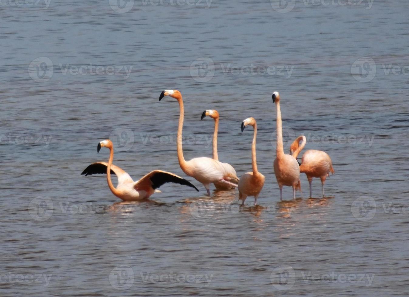 wilde Flamingos (Phönicopterus-Gummi) foto