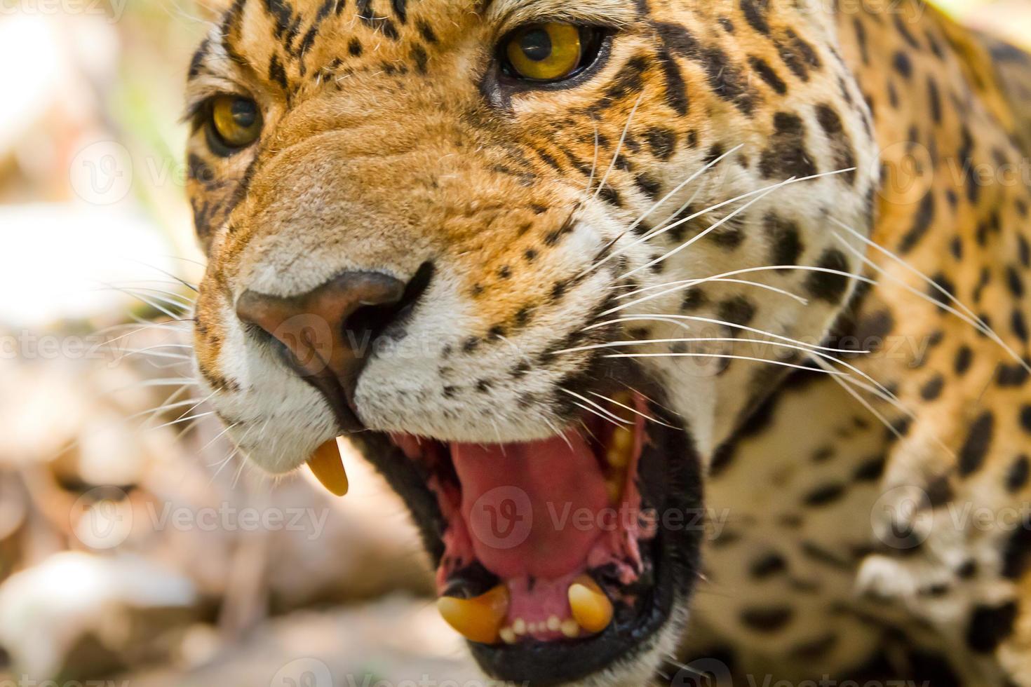 brüllender Jaguar foto