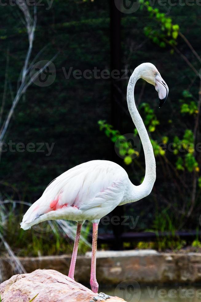 Flamingo schönes Porträt foto