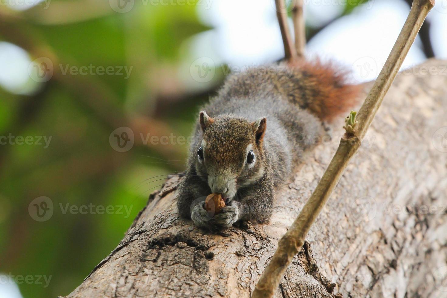 Eichhörnchen sitzt auf dem Baum foto